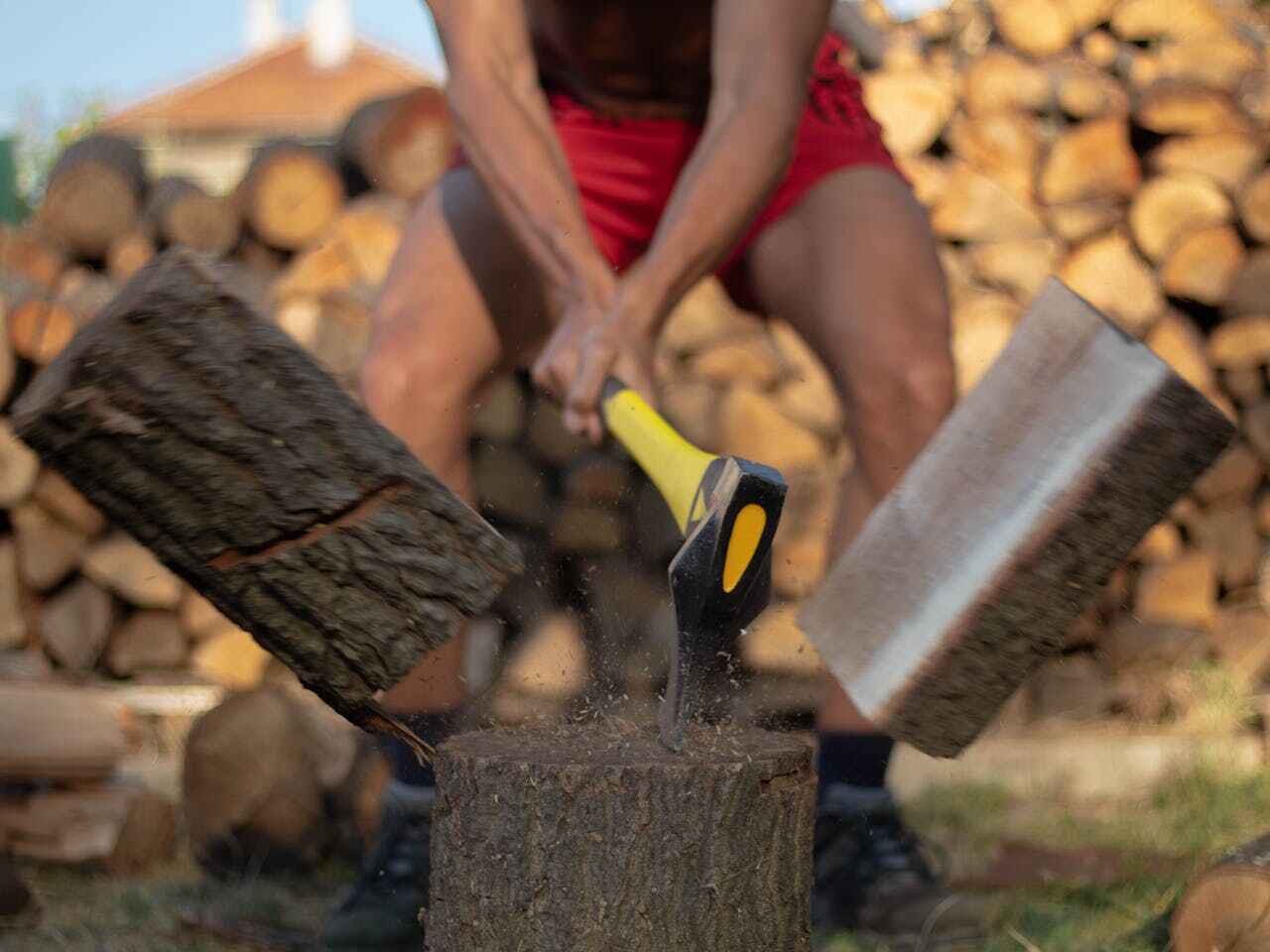 The Steps Involved in Our Tree Care Process in Hillsboro Beach, FL